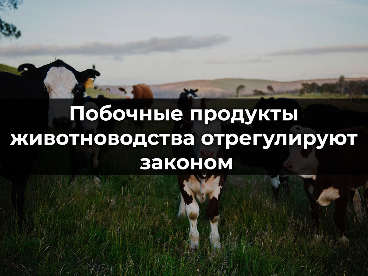 О побочных продуктах животноводства.