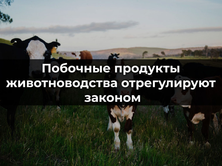 О побочных продуктах животноводства. О побочных продуктах животноводства.